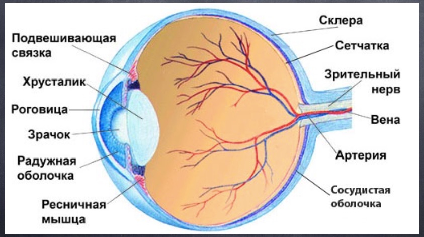 Кровоснабжение глаза схема