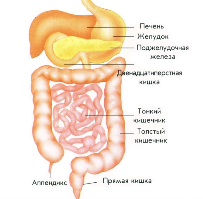 Схема жкт с указанием анатомических отделов